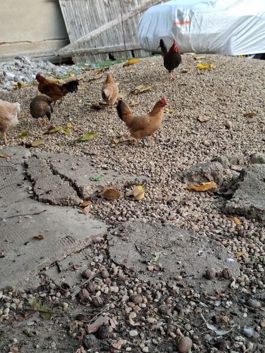 Vand 10 gainuse de iopan