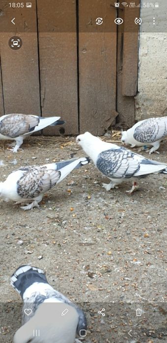 Porumbei santineti maturi și tineret