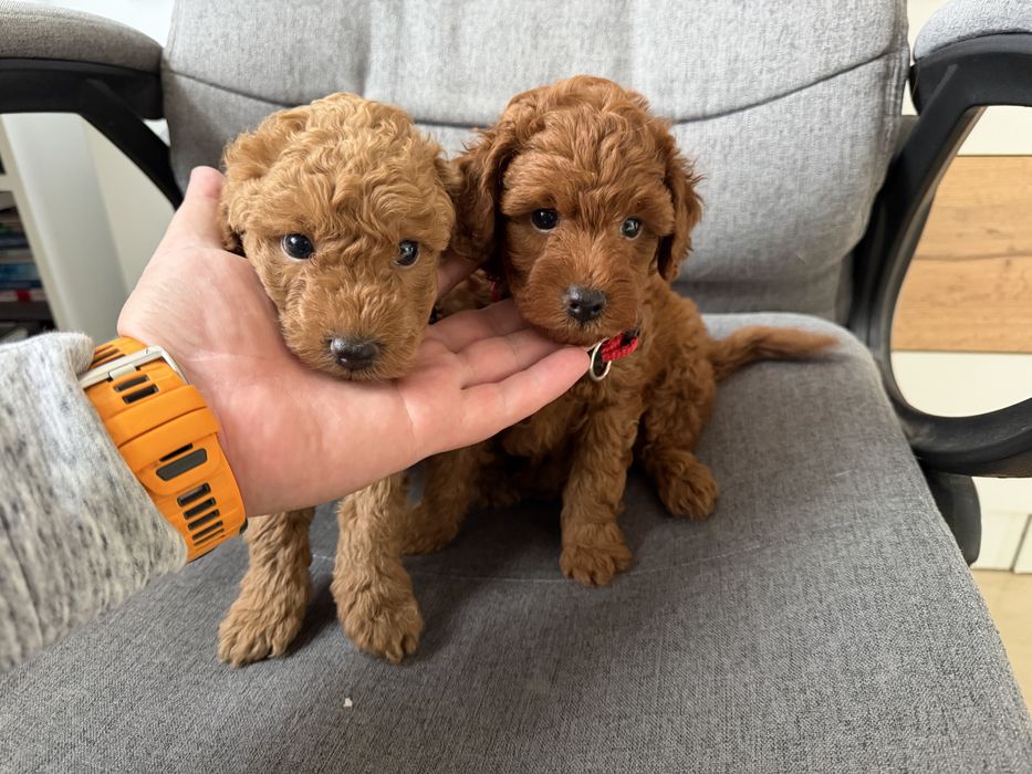 Мини пудели актуално от 31.10.2025