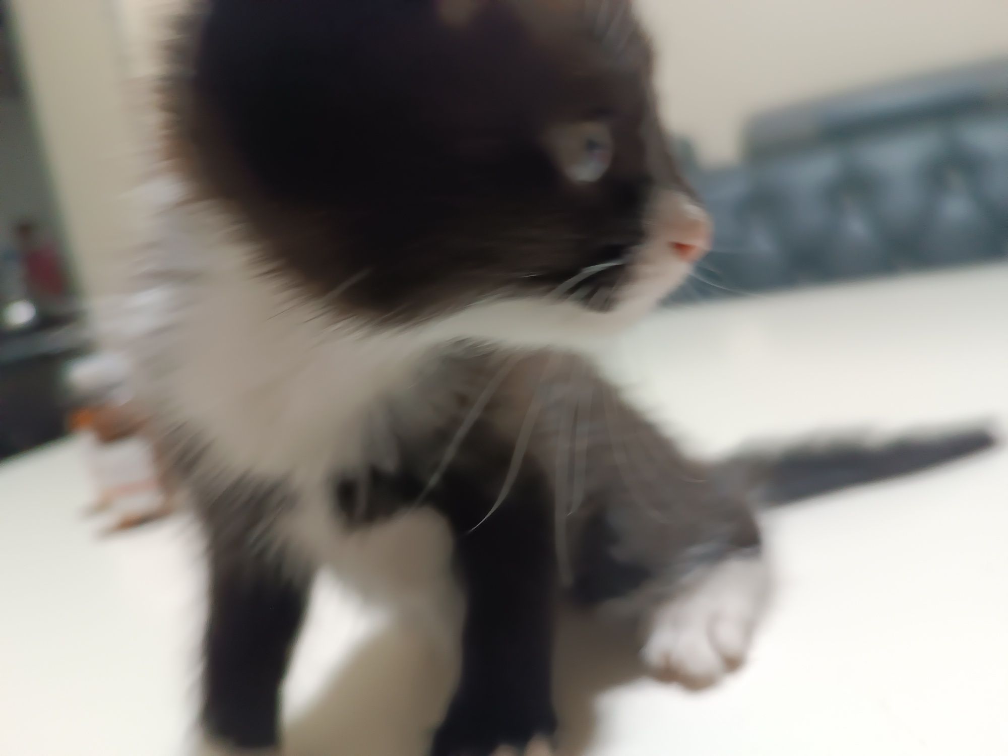 Котенок в хорошие руки