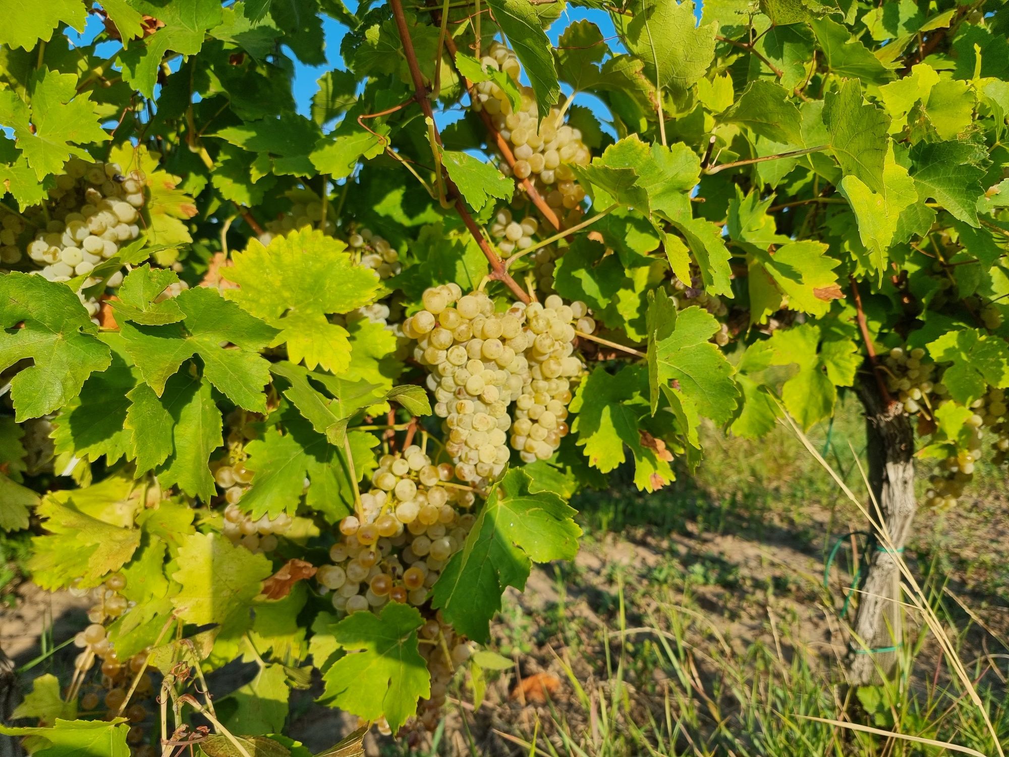 Struguri Sauvignon Blanc