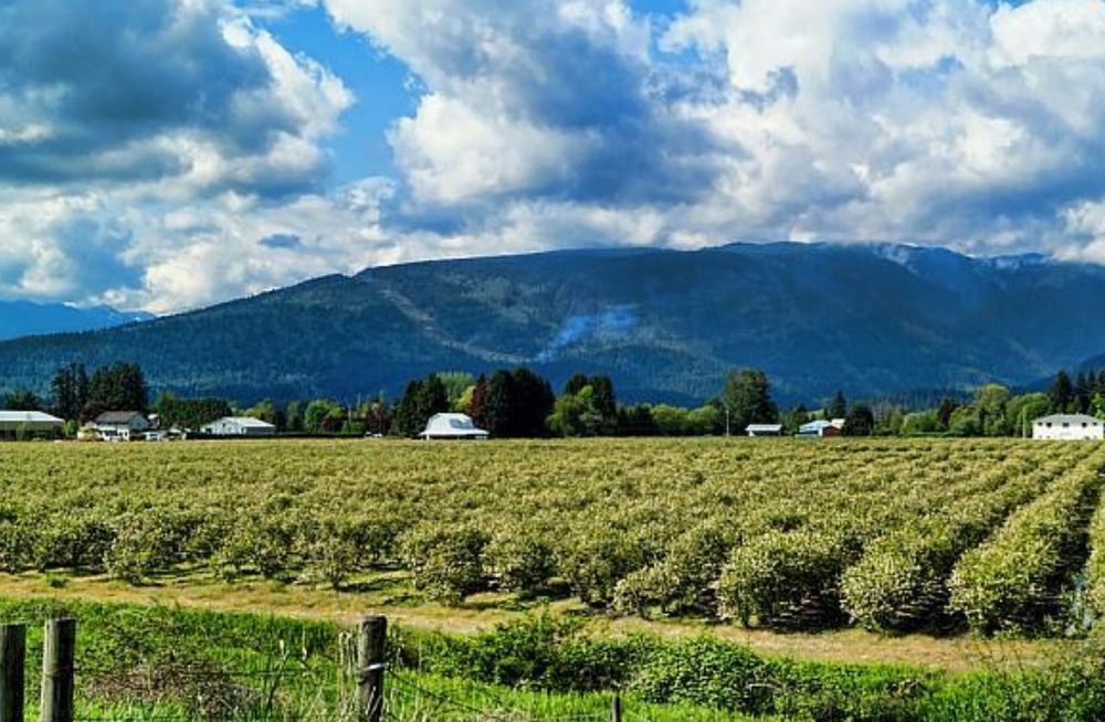 Drajoni aronia/afin/coacaz