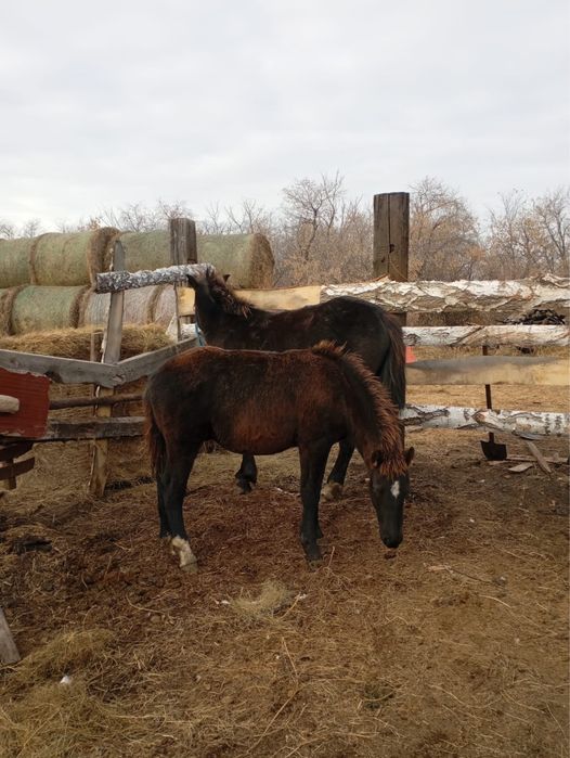 Продам кобылы с жеребенком.