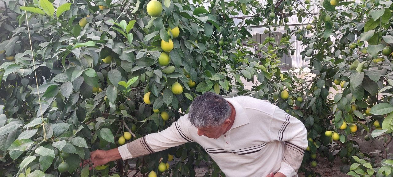 Лимон кучати сотилади
