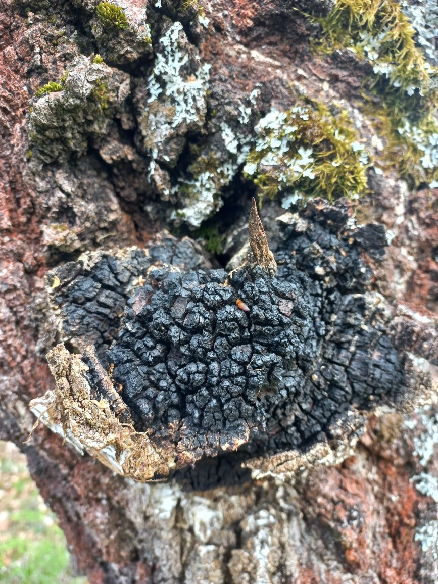 Chaga mesteacan .