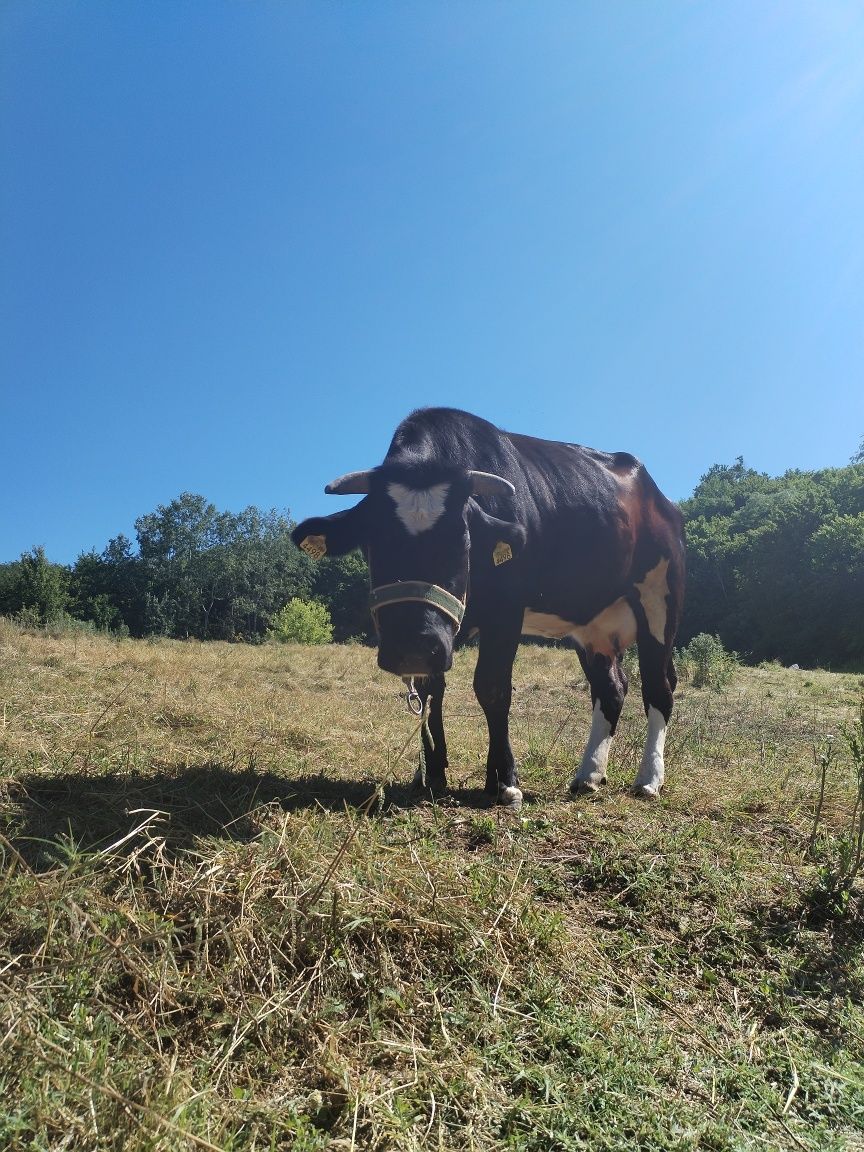 Vaca de lapte de vânzare