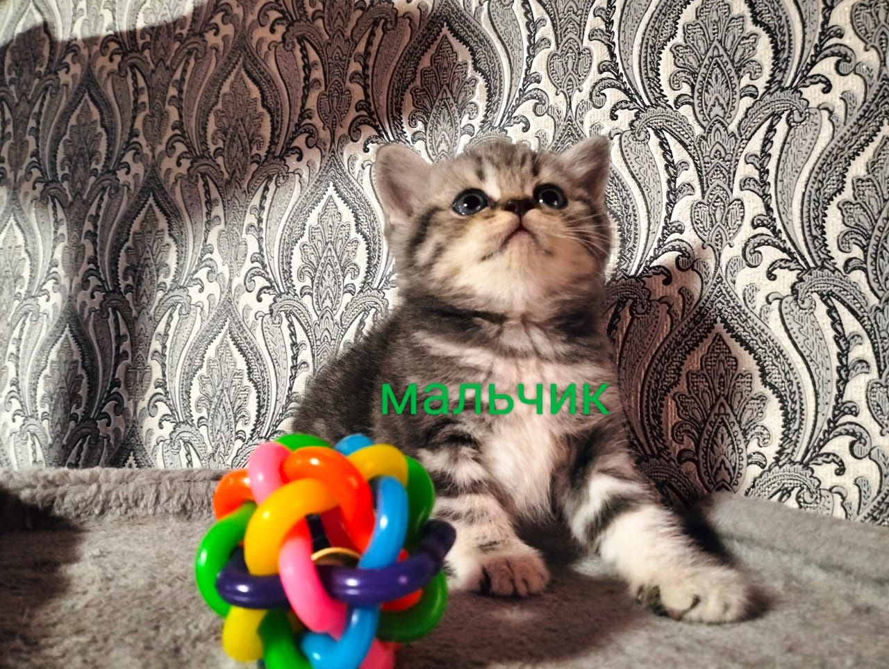 Продаётся шикарный мишка