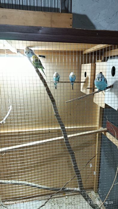 Qushlar tayyor uyi bilan sotiladi.