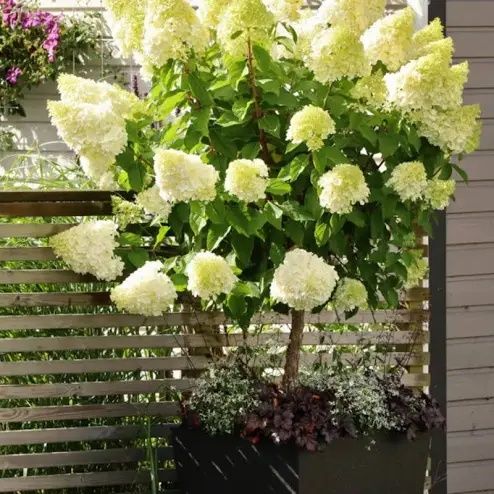 Hortensi tip copăcel 
Limelight [ alb crem)
King 's Red [rosu]
Candlel