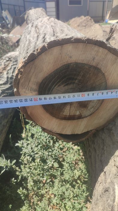 Стволы грецкого ореха