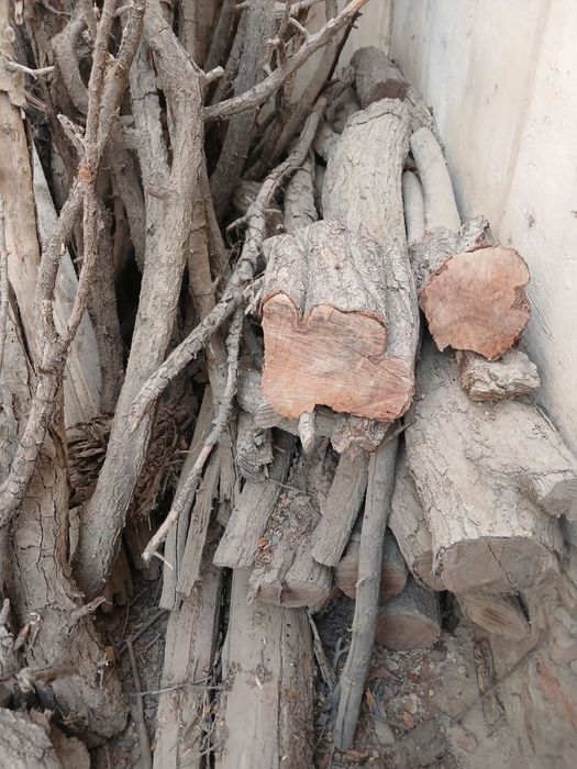 Oʻtin. Koʻp. Утин.