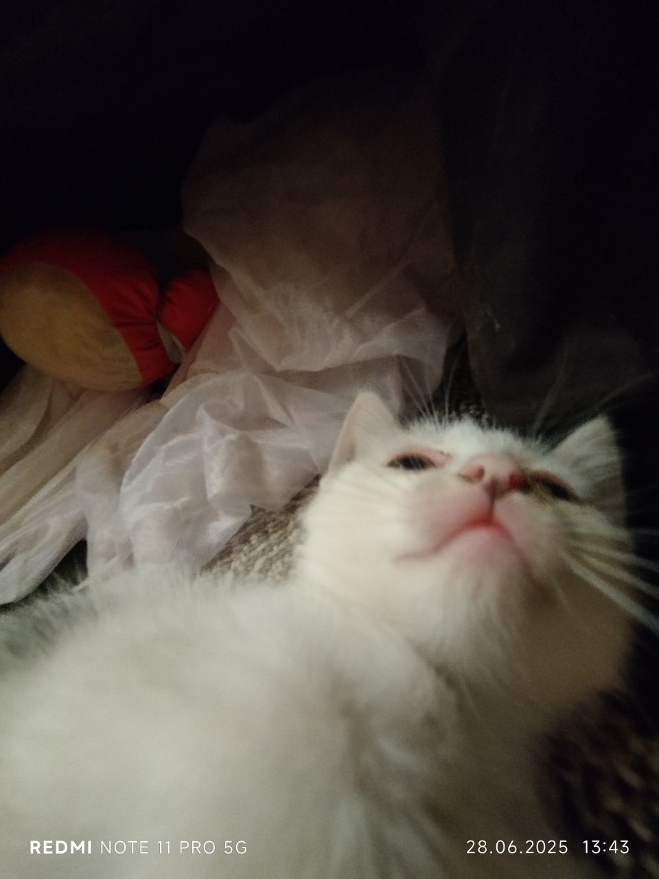 Котики, милые продаю срочно