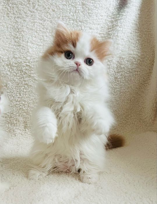 Только на этой неделе породных шотланда в любимцы!