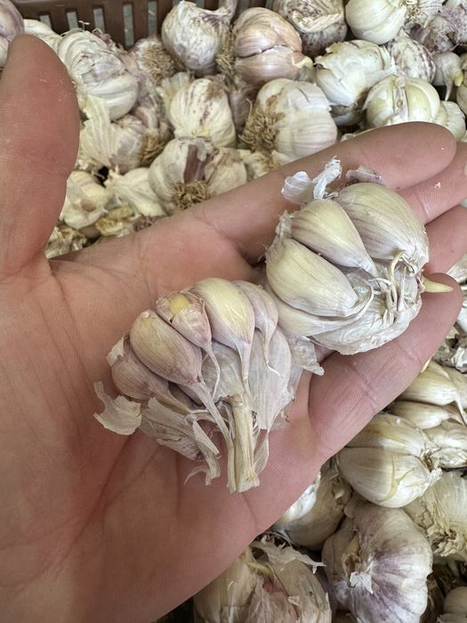 Usturoi pentru plantat si de consum