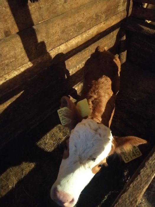 ~~Vitea Bălțată De Vânzare~~