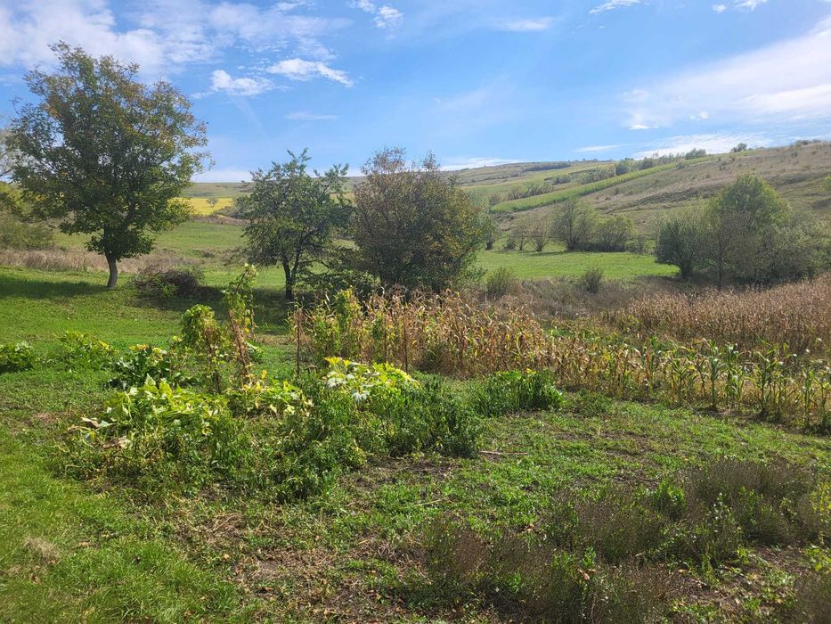 Vand teren intravilan 3600 mp- Satu Lung Cluj , nr topop 62161