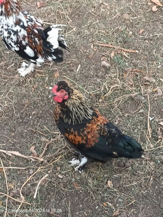 Cocosi pitici americani