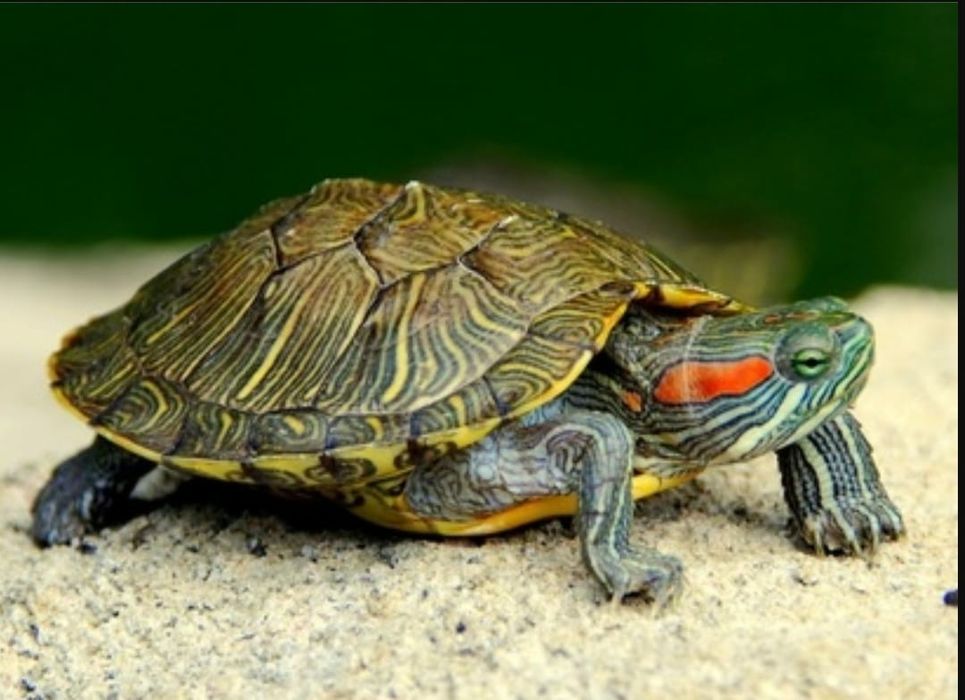 Пара красноухих черепах.