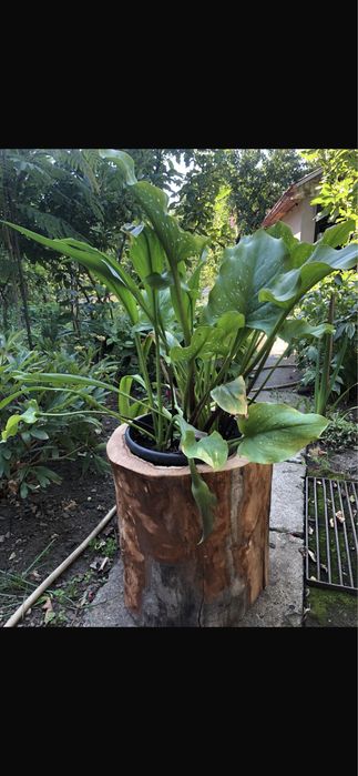 Buturugă din lemn de Fag ;Ghiveci mare Salbă argintie;;nuferi;glicină