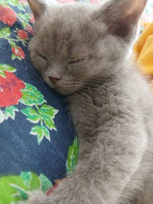 Juda aqilli lattok biladi