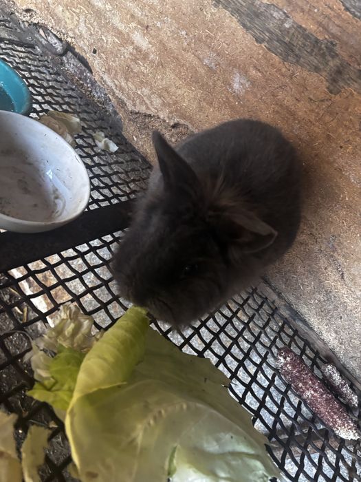 Vand iepur cap de leu pitic