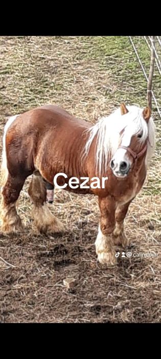 Brutus armasar de viitor mama breton și tata ardenez. Foarte blind