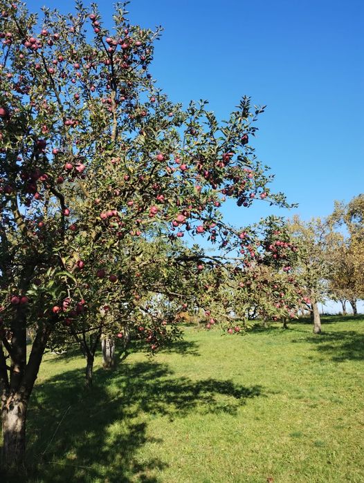 Vând mere pentru țuică/suc 1 leu/kg