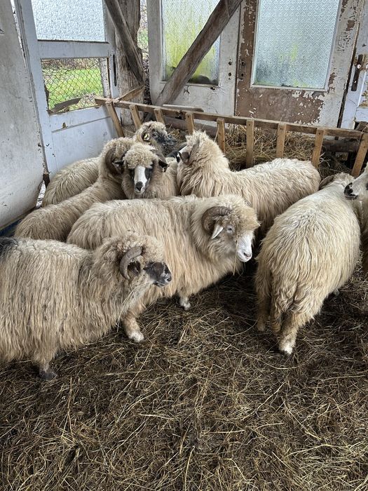 Oi 8 bucăti țurcane