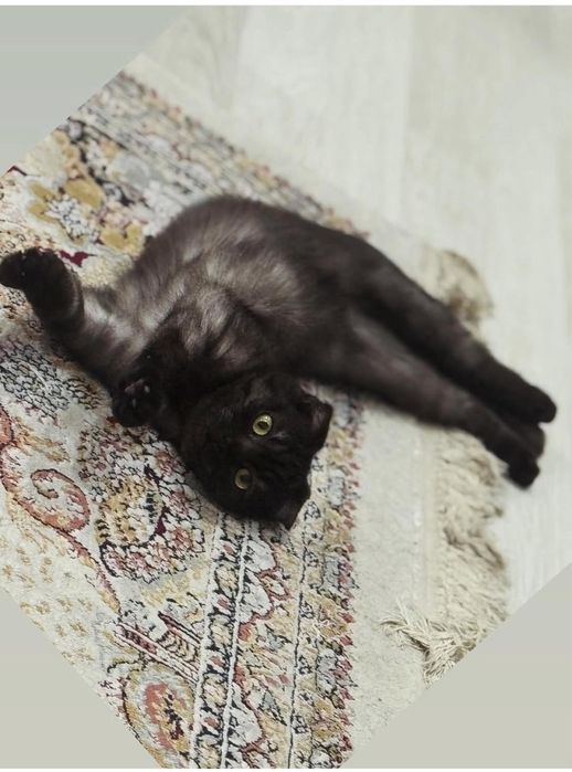 Продаётся кошка породистая