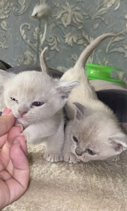 Бурманская кошка