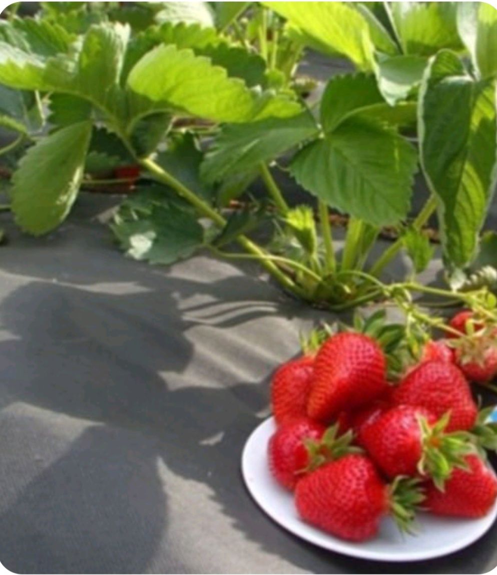 Продавам добре вкоренен разсад