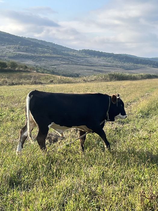 Se vinde taur de rasa baltata roamneasca