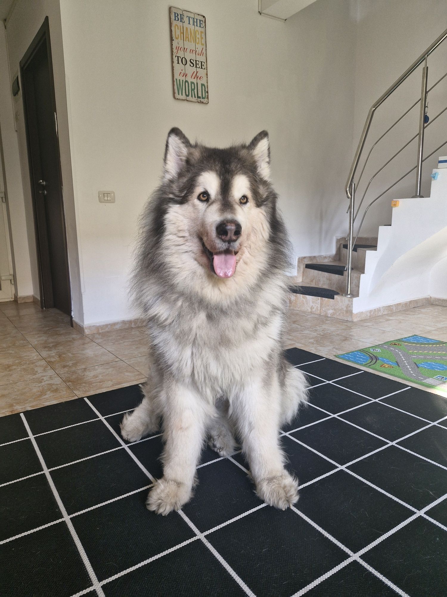 Dresaj canin- Psihologie canina