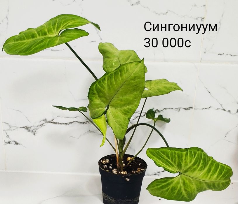 Комнатные цветы.