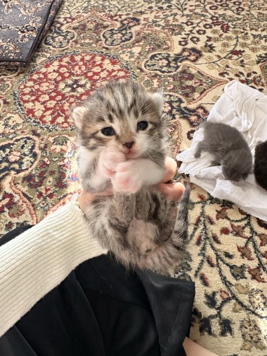 Продаются котята родились 2 недели назад