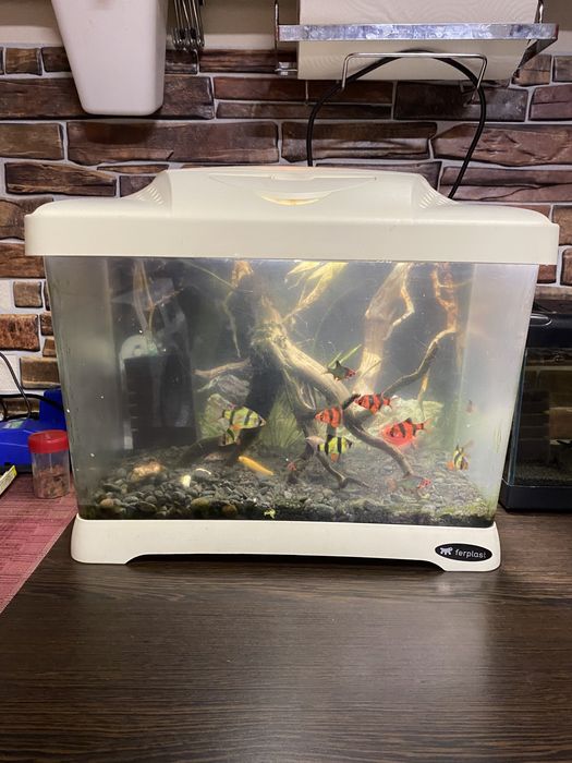 Оборудван аквариум с или без обитателите