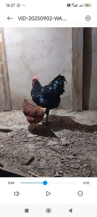 Қораз петух атеш