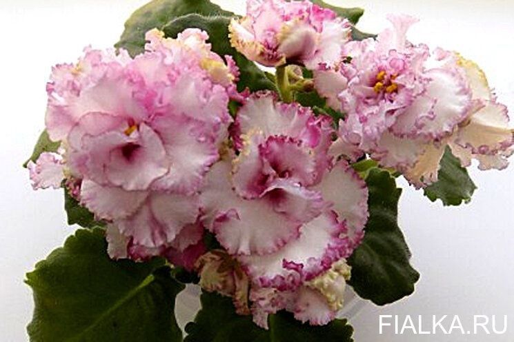 Продажа фиалок 1