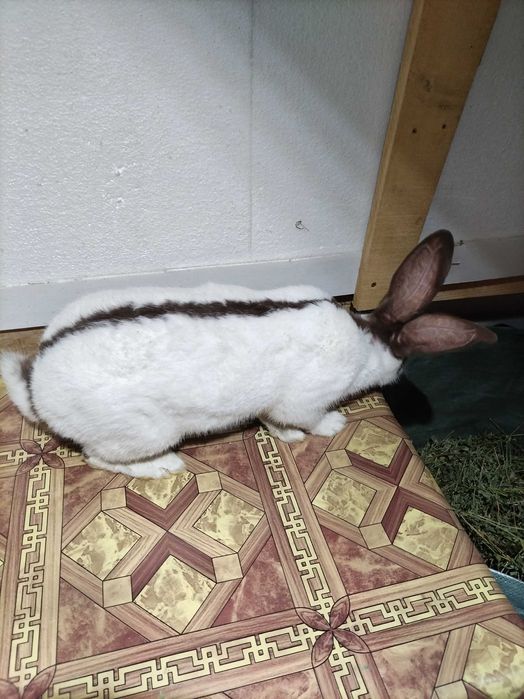 Fluture german pestriț havana