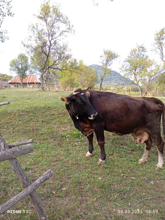 Vând vacă ( de ținut )