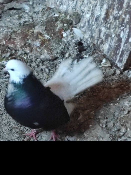 Белоглави и огледални гълъби продава