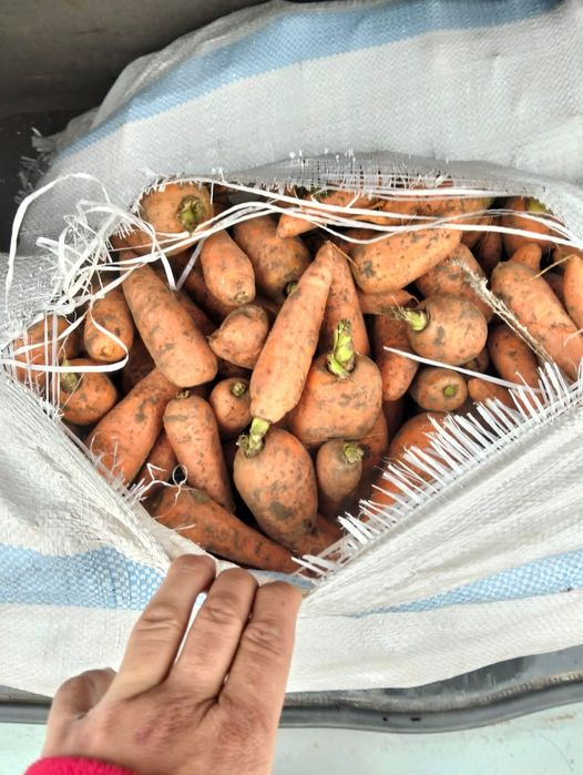 Продам морковь в мешках местная