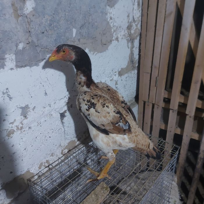 О Шамо чисто  100  1год