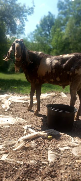 Tap anglo nubian schimb cu pui de Kangal