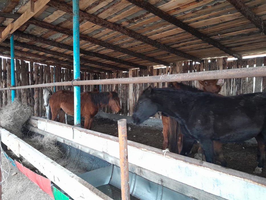 Жылқылар сатылады бие жабағы