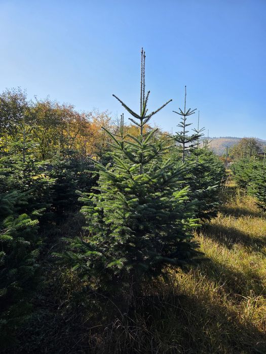Brazi verzi si arginti de la 1,5 la 4 m