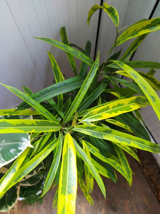 фикус амстел грин голд