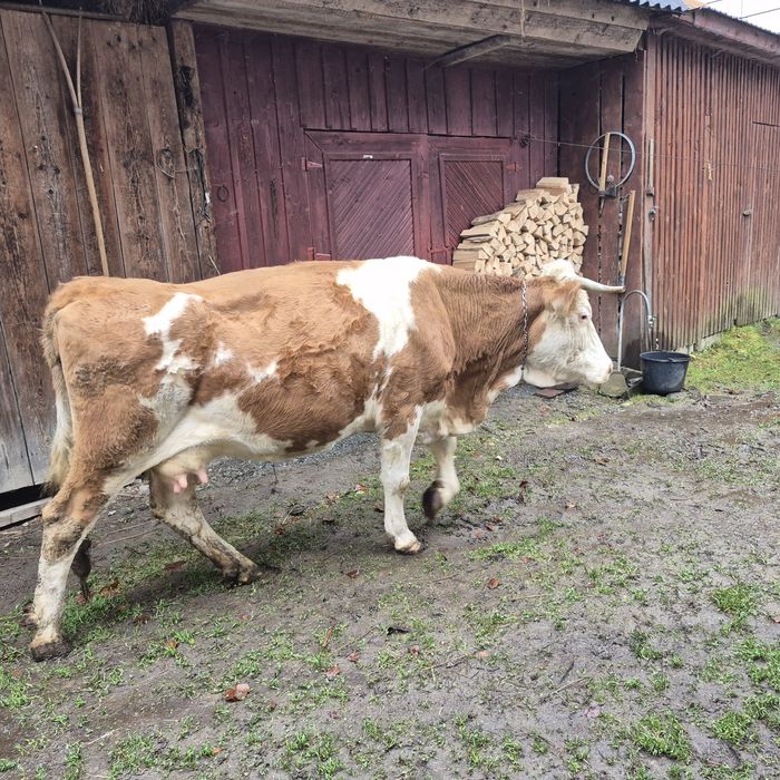 Vând vaca Bălțată Romaneasca