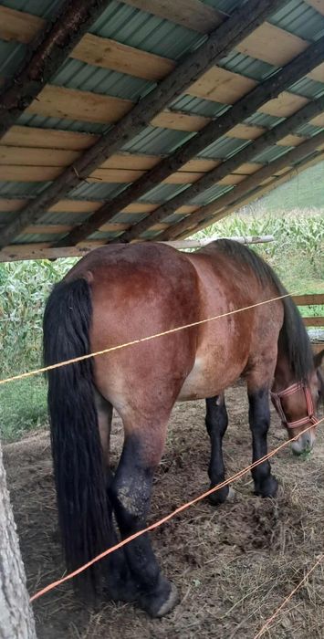 Manz ne castrat [armasar] mazu are 2 ani și jumate