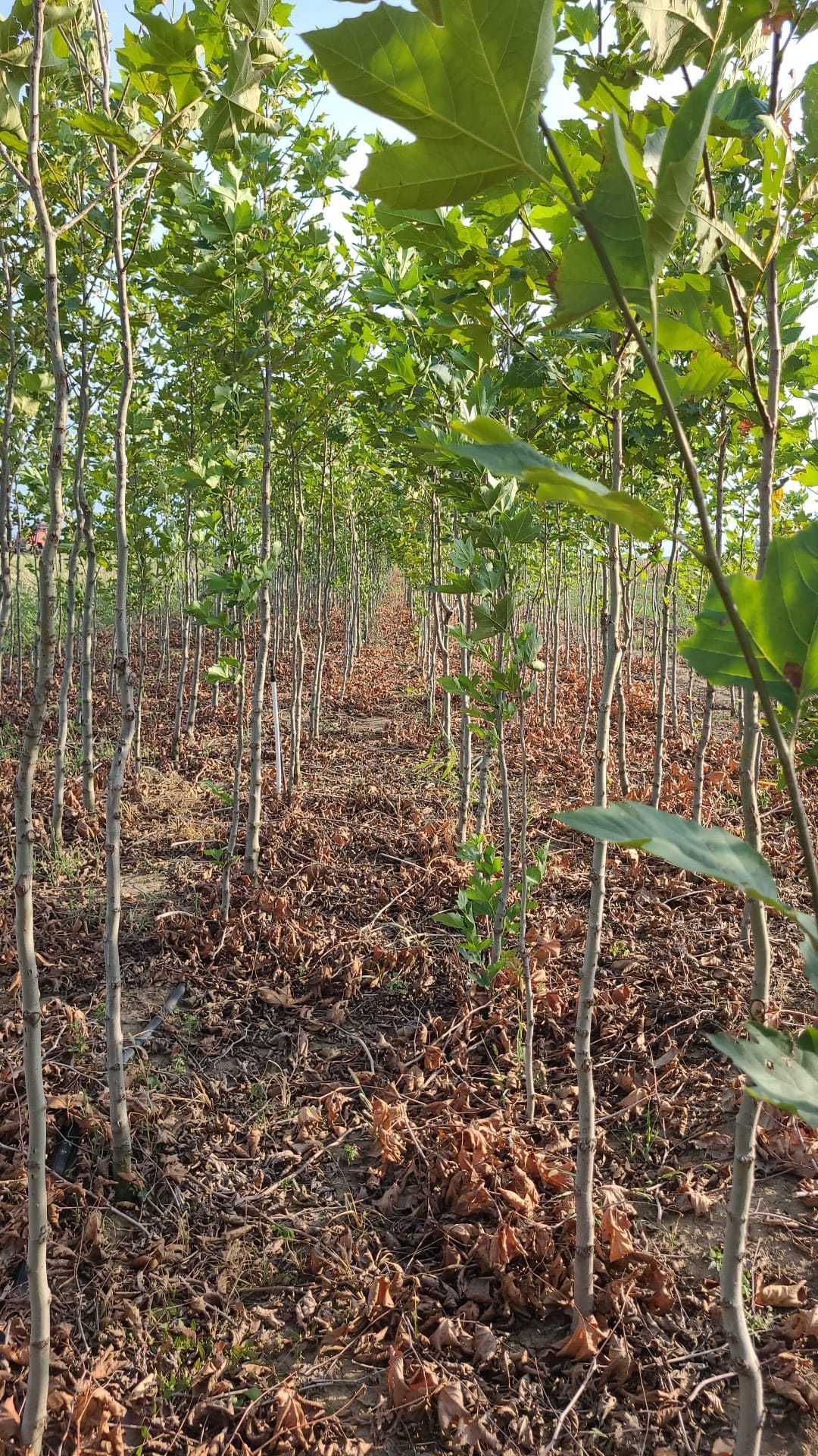 Vindem Tuia Smaragd, Leylandii, Platani! Stufosi si frumosi!